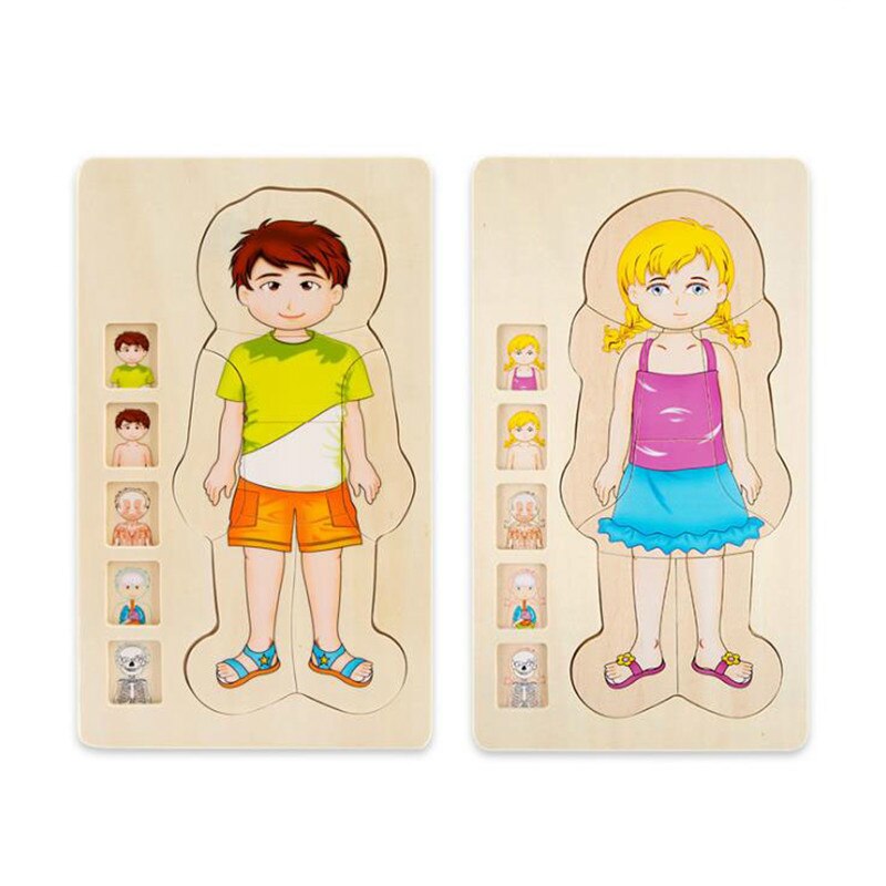 Quebra-Cabeça Montessori do Corpo Humano